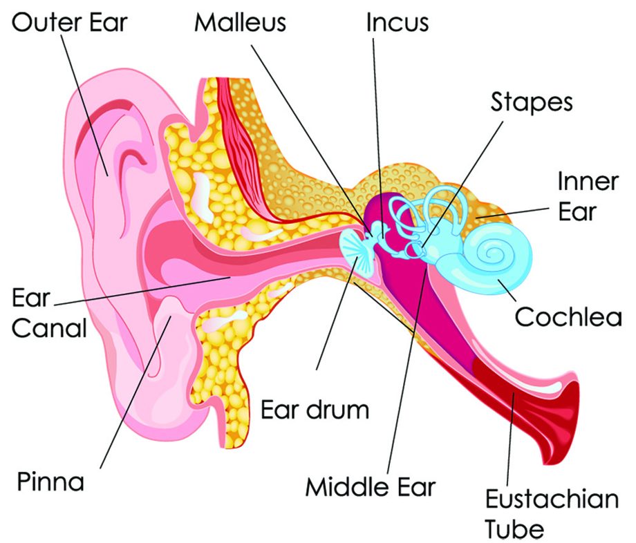 Diagram of the ear