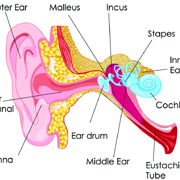 ear_layout.jpg